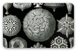 Corals (Haeckel)