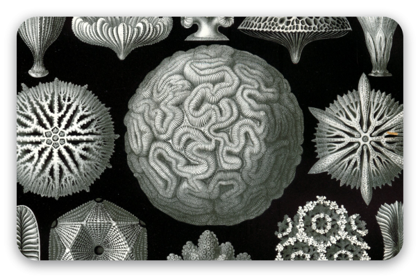 Corals (Haeckel)