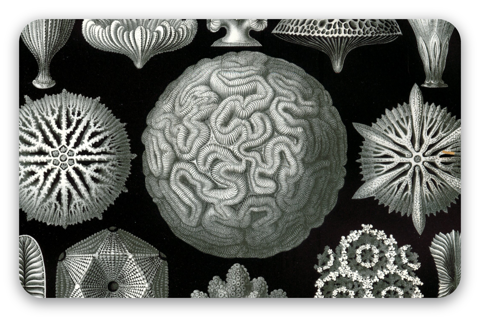 Corals (Haeckel)