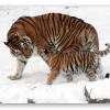 Amur Tiger