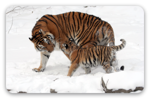 Amur Tiger