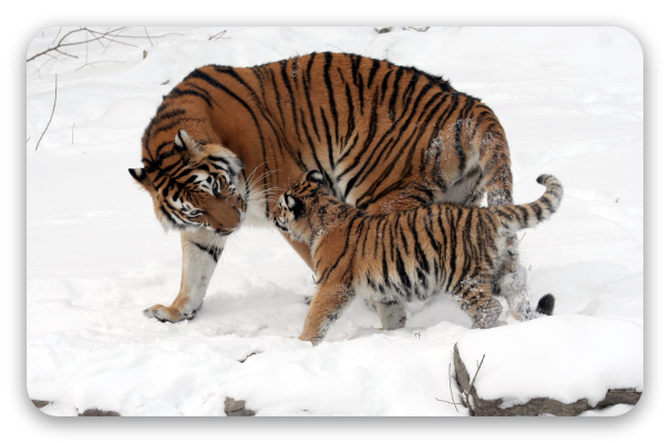 Amur Tiger