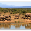Elephants