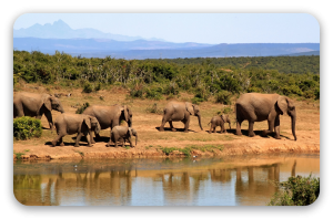 Elephants
