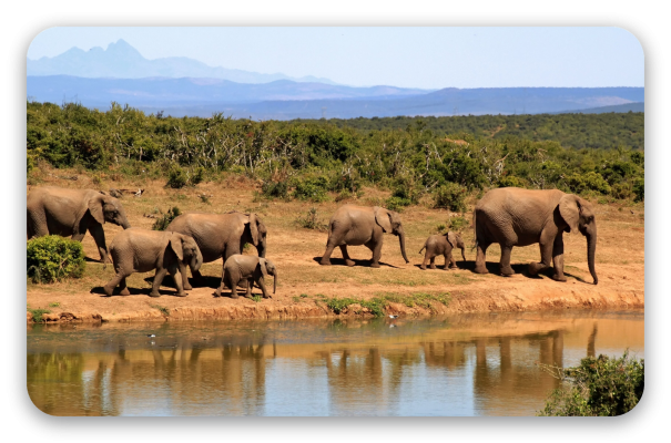Elephants