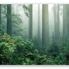 Redwoods in the Mist