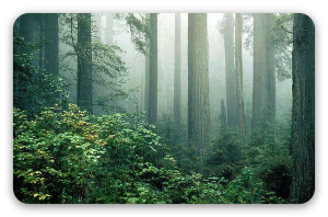 Redwoods in the Mist
