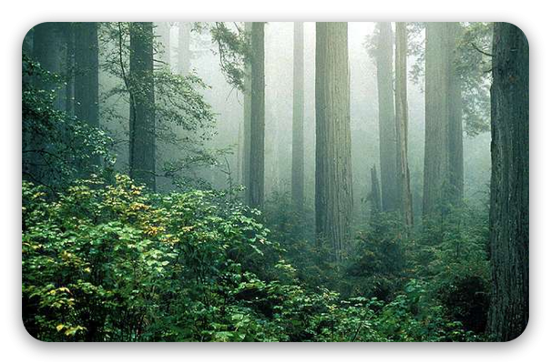 Redwoods in the Mist