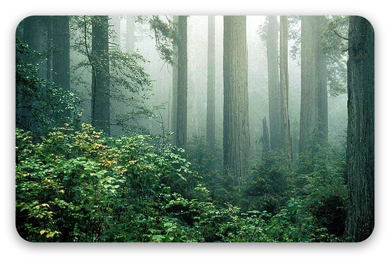 Redwoods in the Mist
