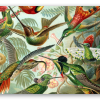 Hummingbirds (Haeckel)