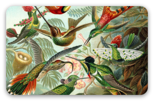 Hummingbirds (Haeckel)