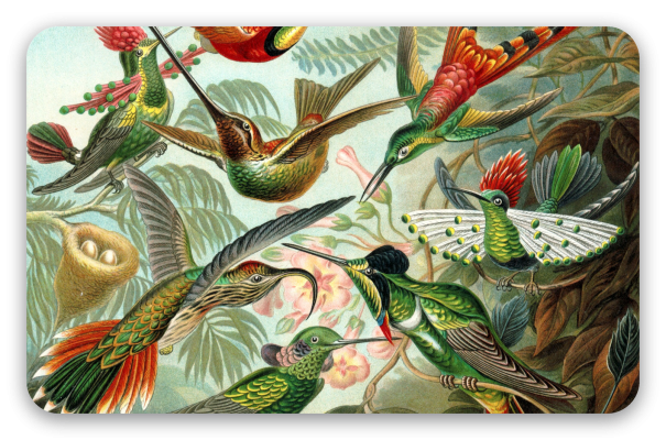 Hummingbirds (Haeckel)