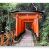 Torii Gates of Kyoto