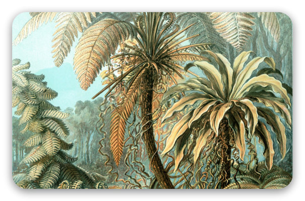 Haeckel Filicinae 92