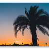 Palm at Dusk