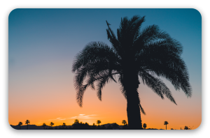 Palm at Dusk