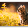 Kitten in Autumn Light
