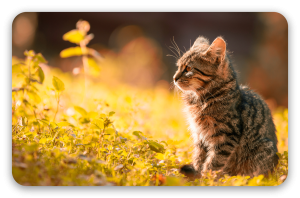 Kitten in Autumn Light