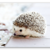 Baby Hedgehog