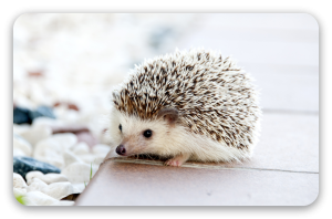Baby Hedgehog