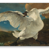 The Threatened Swan