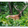 Red Deer on the Veluwe