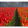 Rows of Tulips