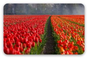 Rows of Tulips