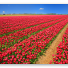 Red Tulip Fields