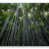 Arashiyama Bamboo Forest