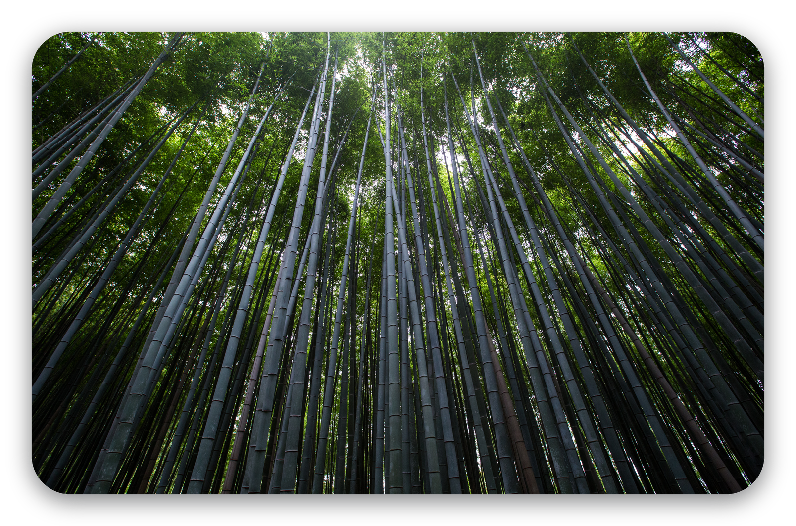 Arashiyama Bamboo Forest