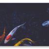 Koi
