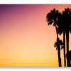 Palms at Sunset