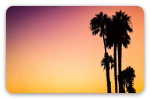 Palms at Sunset