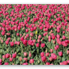 Pink tulip field