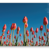 Tulips against the blue sky
