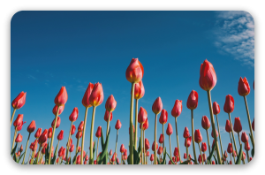 Tulips against the blue sky