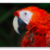 Macaw