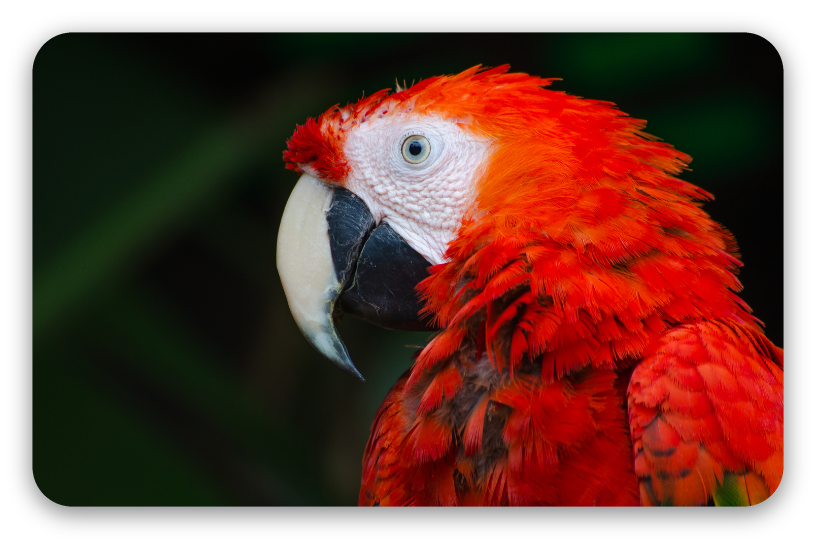 Macaw