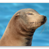 Sea Lion