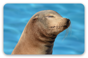 Sea Lion