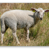 Lamb