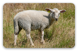 Lamb