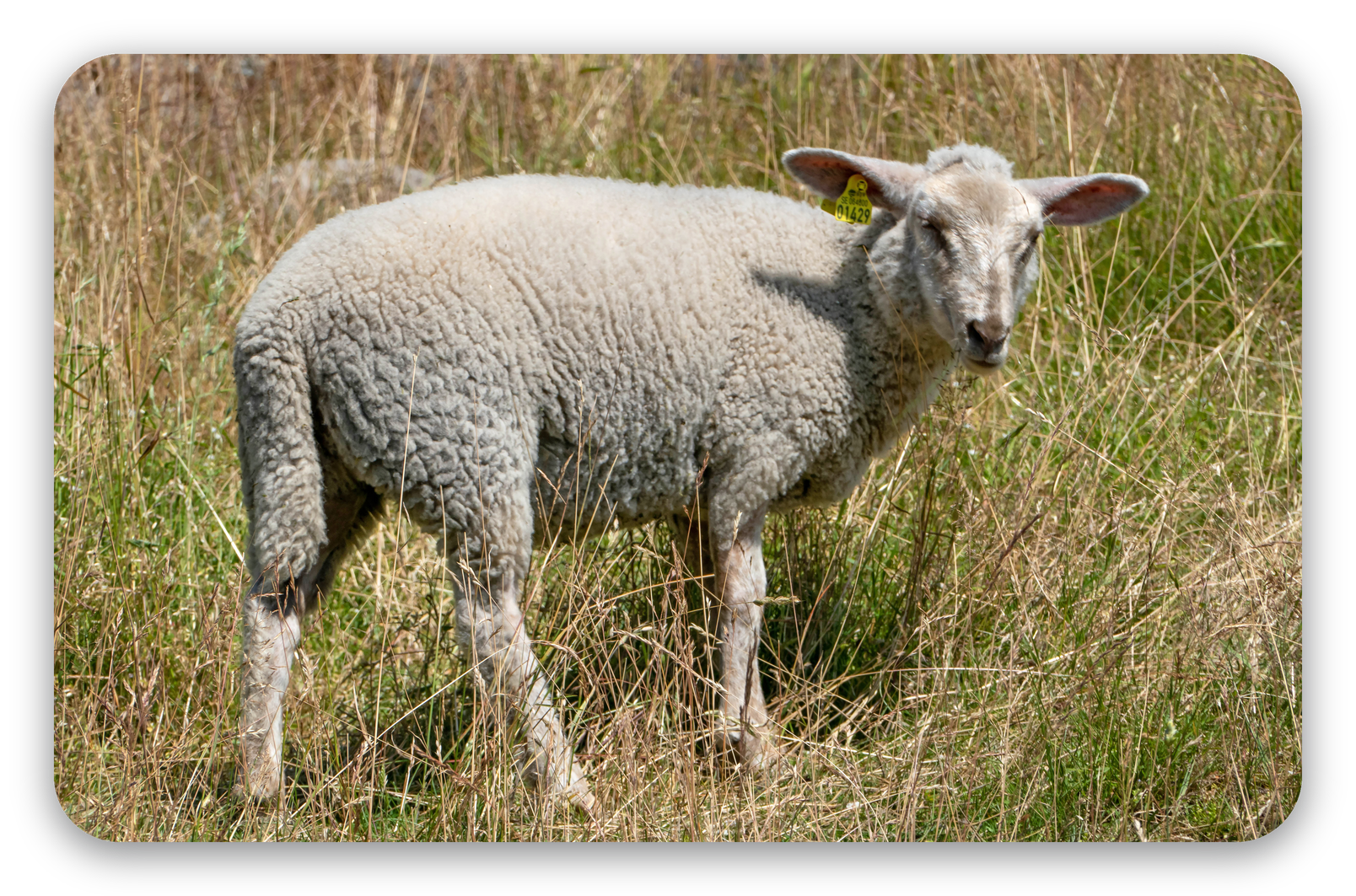Lamb