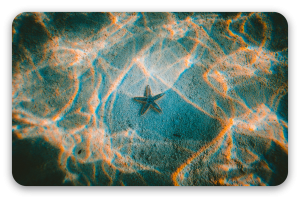 Starfish