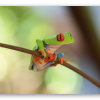 Red-eyed Tree Frog