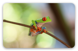 Red-eyed Tree Frog